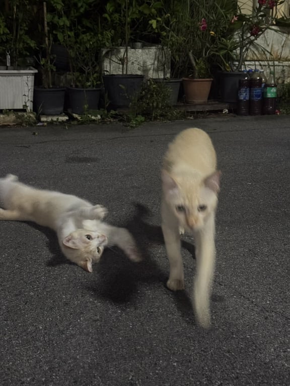 ตามหาเจ้าของแมว สีส้มอ่อน 2ตัว เพศผู้เป็นพี่น้องกัน