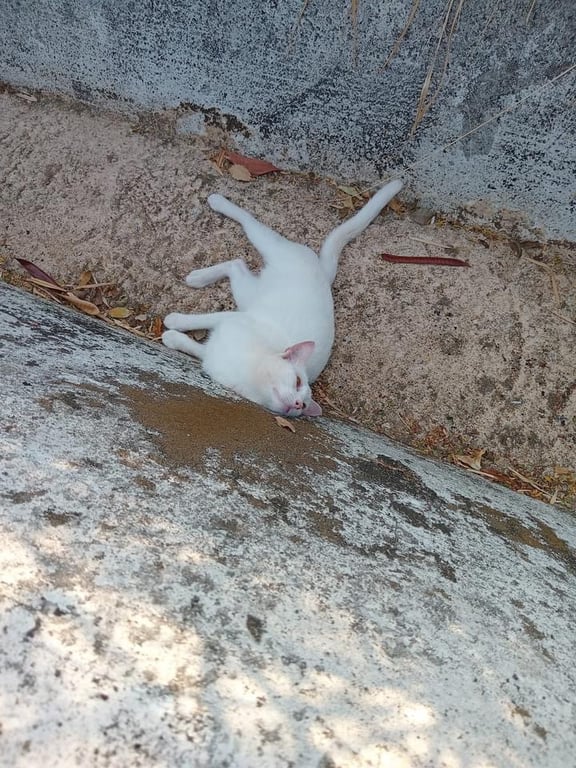 ตามหาเจ้าของแมว สีขาวล้วนตัวบางๆ