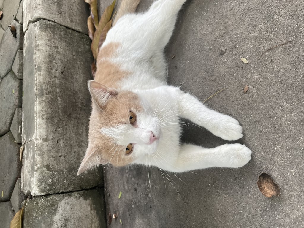 ตามหาเจ้าของแมว ขาว ส้ม หลังเป็นสีส้ม มีจุดขาว 3 จุด อยู่ตรงตำแหน่ง ข้างตัวทั้ง2ด้าน ด้านละ 1 และบนหลัง 1