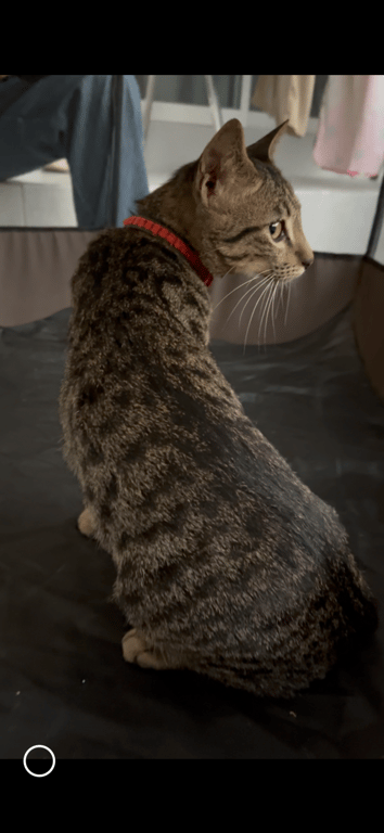 ตามหาเจ้าของแมว กระโดดออกจากกระบะแยกไฟแดงบ้านสะอาด จังหวัดขอนแก่น