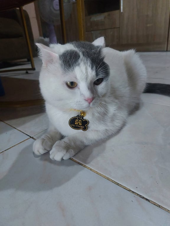 มินิ
