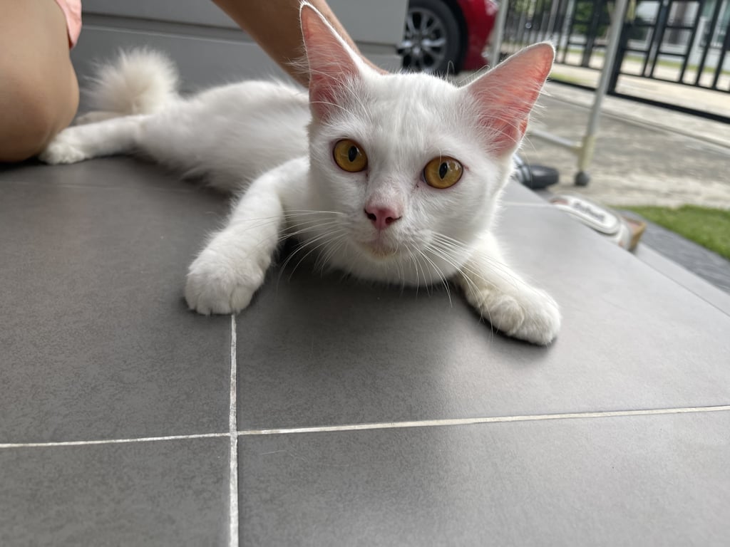 ตามหาเจ้าของแมว เพศผู้สีขาว หางฟูๆน่าจะคล้ายเปอร์เซียผสมไม่แน่ใจ สีตาสีเหลือง จมูกชมพูมีแต้มจุดสีชมพูแดง