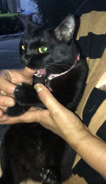 ตามหาเจ้าของแมว แมวสีดำ เพศเมีย หางยาวปลายหางงอ หูมีรอยตัด เชื่องเข้ากับคนง่าย ตัวไม่เล็กไม่ใหญ่ (แต่ดูเหมือนแมวเด็ก)