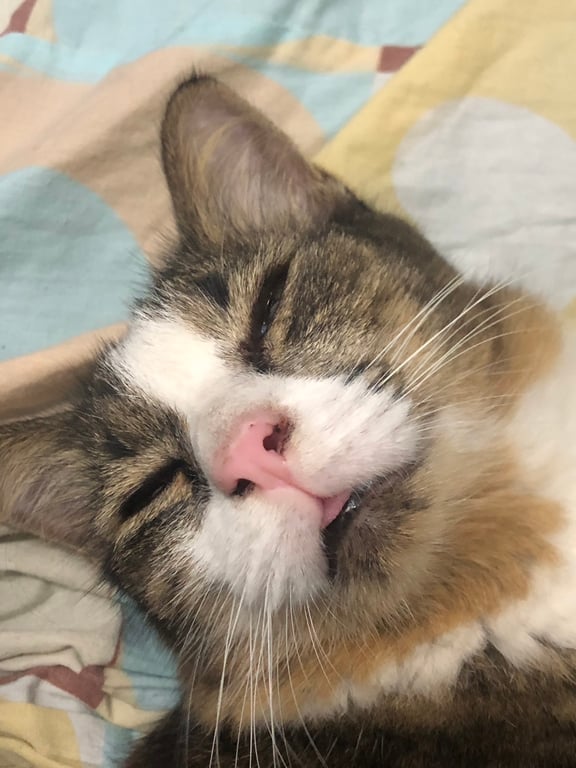 แอนนาเหมียว