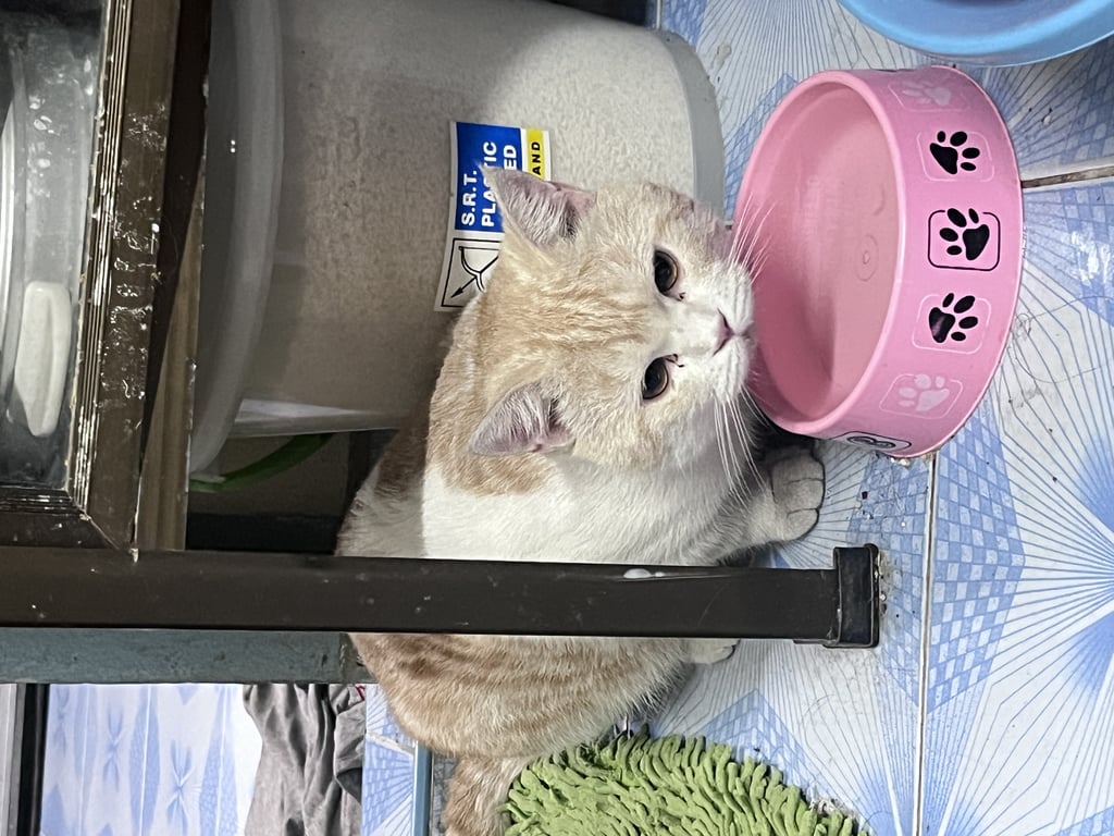 ตามหาเจ้าของแมว เหมือนลูกผสมไทยสก็อตติชตัวใหญ่มากขาหลังเดินเป๋นิดนึง