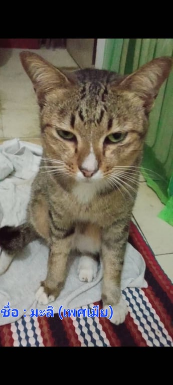 มะลิ