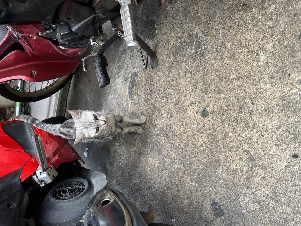 ตามหาเจ้าของแมว แมวผอมมาก น่าจะหลุดมา