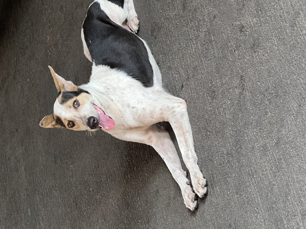 ตามหาเจ้าของหมา 