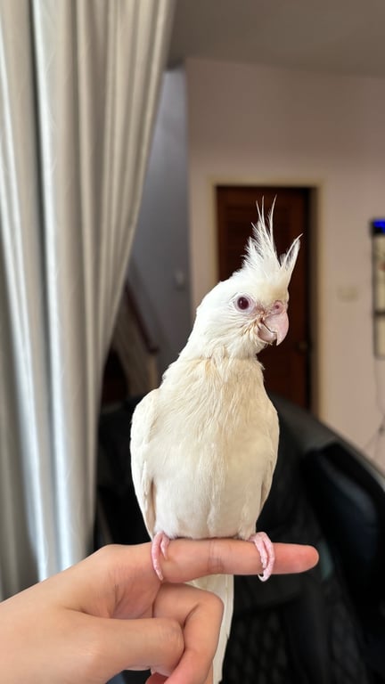 ไช้เท้า