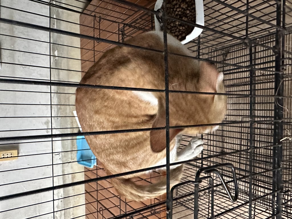 ตามหาเจ้าของแมว หน้ายาว