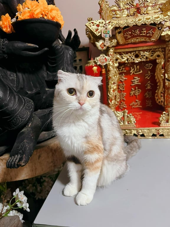ริชชี่