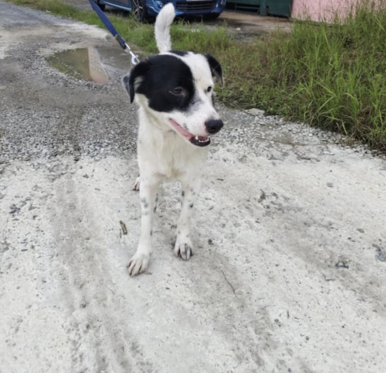 ตามหาเจ้าของหมา น้องหลงมาตอนนี้ไม่มีใครติดต่อมารับน้อง หาบ้านให้น้องและรักน้องได้มารับน้องไปดูแลคับน้องขี้เล่นน้องยังเด็กอยู่