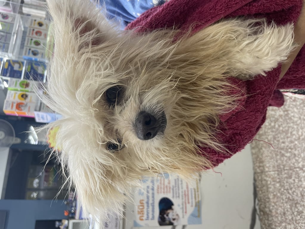 ตามหาเจ้าของหมา พบน้องที่ซอยวัดทุ่งเศรษฐี 
ติดต่อรับได้ที่ป้อมยาม หมู่บ้านนิรันดร์สิริ