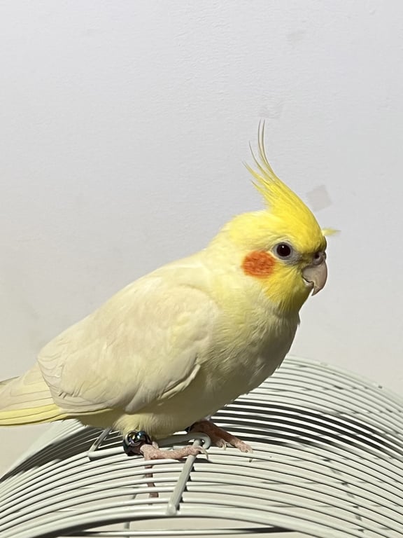 เฮงๆ