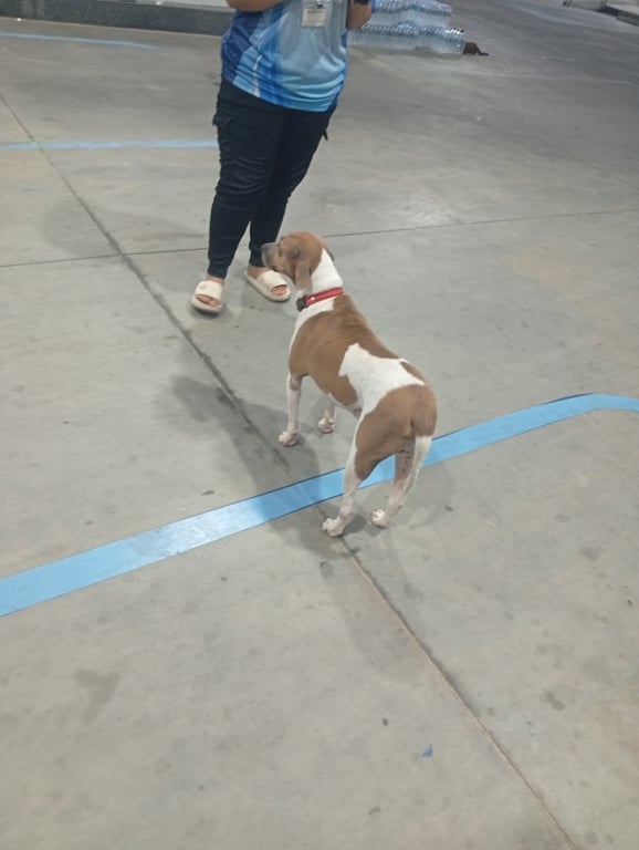 ตามหาเจ้าของหมา น้องทำหมันแล้วเชื่องน่ารัก ขนสั้น น้องจะมองรถทุกคันที่เข้าออกไปเติมน้ำมันที่ปั้ม น้องหลงมาช่วงเช้าวันนี้