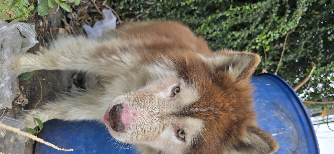 ตามหาเจ้าของหมา พบน้องเดินอยู่แถวๆ สนามเด็กเล่นชุมชนจุกกะเฌอ จนถึงหมู่บ้านภูผาวิลล์ หลังเครือสหพัฒน