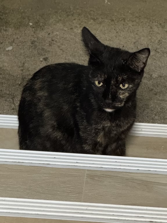 ตามหาเจ้าของแมว ตามหาเจ้าของน้องแมว
น้องหลงมาอยู่หน้าบ้านสองสามวันแล้วค่ะ 
น้องกำลังตั้งท้องอยู่ค่ะ 
ท้องเริ่มโตแล้วกลัวว่าจะเป็นอันตรายค่ะ 
แมวสีเปรอะ 
👉บ้านพัฒนาทรายแก้ว ตำบลป่าไผ่ อำเภอสันทราย 🙋หากเจ้าของกำลังตามหาติดต่อกลับได้ค่ะ
ติดต่อเบอร์ 0821722515 ค่ะ