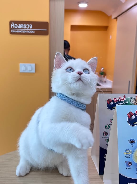 โรงพยาบาลสัตว์เดซี่ซัน Daisy Sun Animal hospital