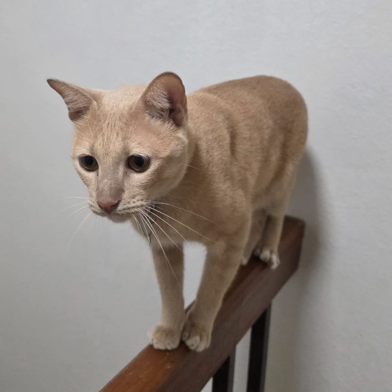 ชิโร่
