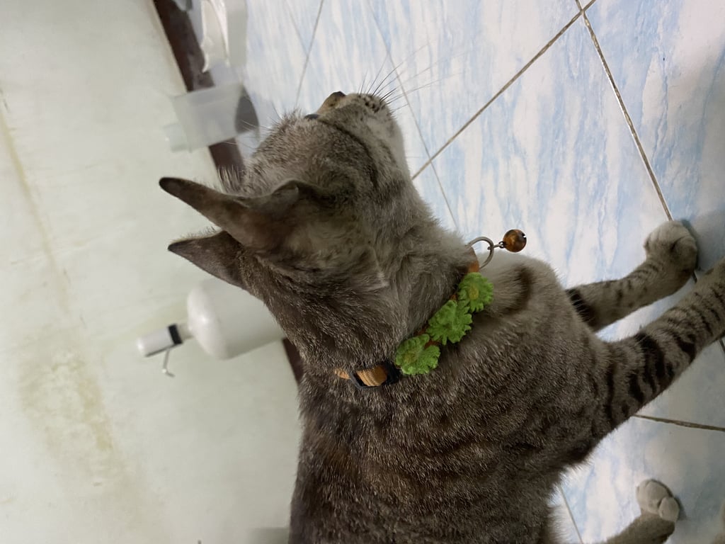 ตามหาเจ้าของแมว น้องขี้อ้อนเเต่ก็เเอบระเเรงไม่กลัวคน