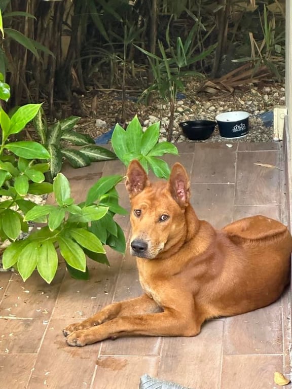 ตามหาเจ้าของหมา เพศผู้ หลังอาน ยังเด็กอยู่ค่ะ น้องวิ่งหลงมา มีปลอกคอ ที่บ้านปกติไม่เลี้ยงสัตว์ค่ะ คุณแม่กลัวหมามาก ใครเอ็นดูน้อง ติดต่อมาได้นะคะ ตั้งแต่มา 1 วันน้องยังไม่เห่าเลยค่ะ เรียบร้อยมาก