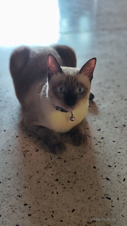 มีมี่