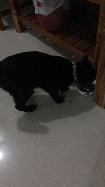 ตามหาเจ้าของแมว สีดำล้วนขนเงาสวยขี้อ้อน