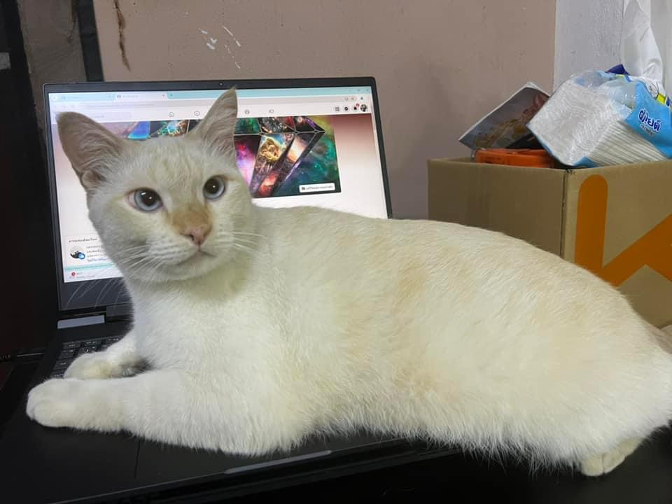 ขาวใหญ่