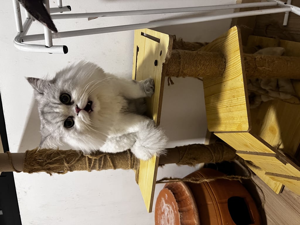 ตามหาเจ้าของแมว 