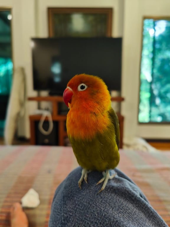 มัทฉะ