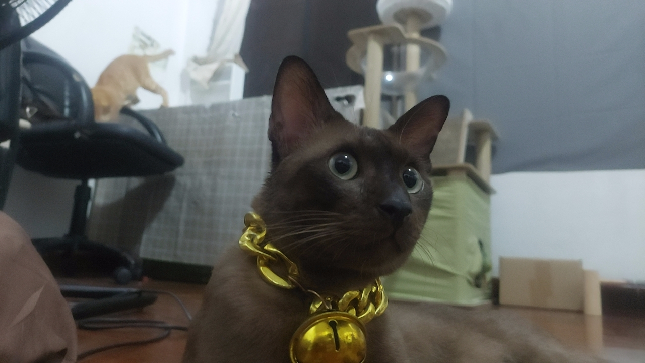 เห็ดหอม