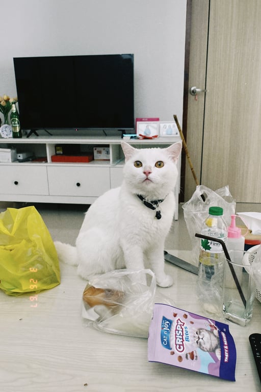 ฟีฟ่า