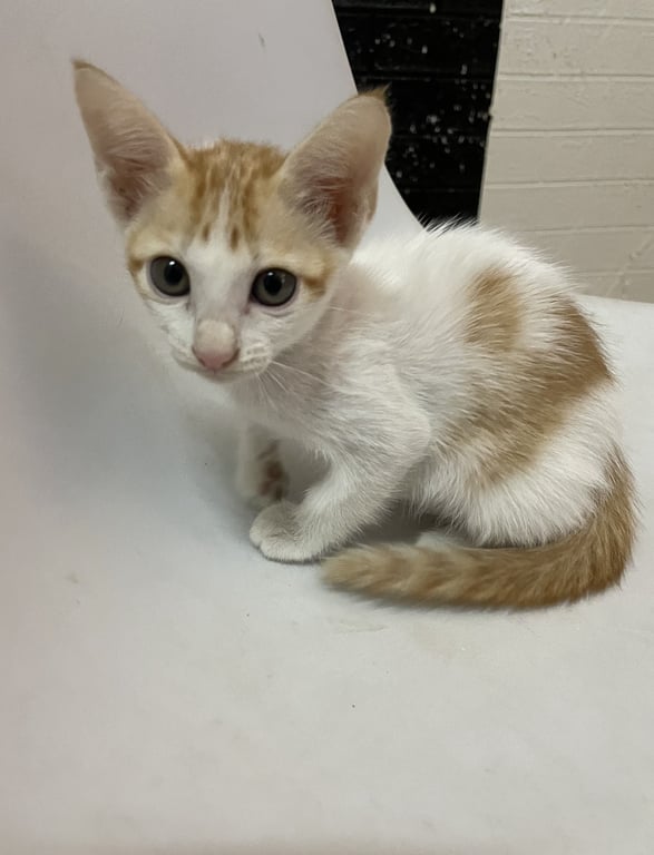ตามหาเจ้าของแมว ลูกแมวประมาณ3เดือน สีขาวส้มเพศเมีย หน้าตาน่ารัก เป็นมิตร เข้ากระบะทรายเป็นแล้ว ทานอาหารเม็ดได้