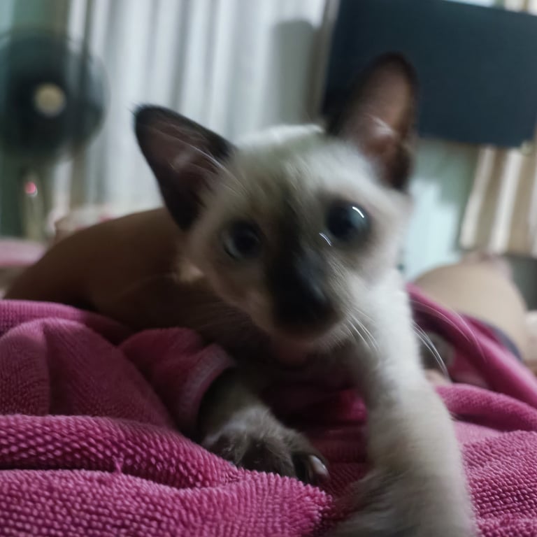 ตามหาเจ้าของแมว 