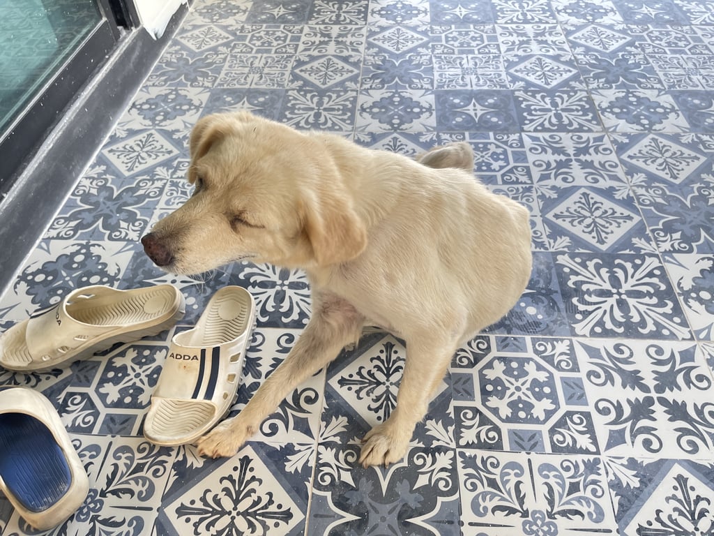 ตามหาเจ้าของหมา 