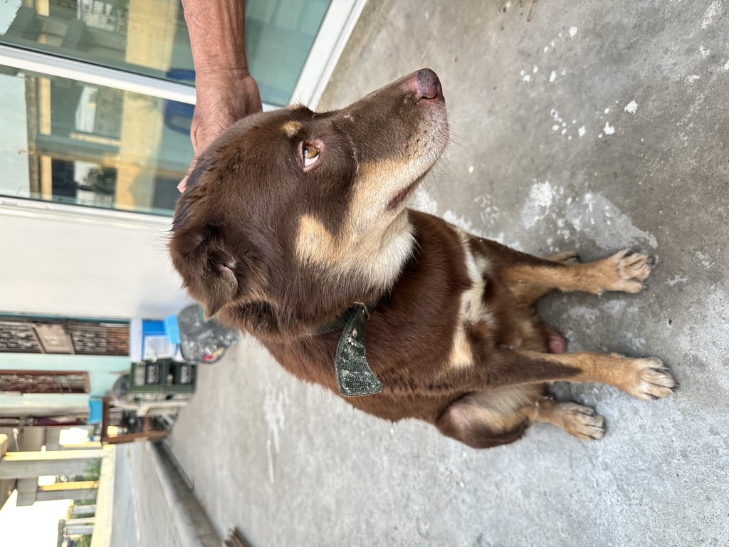 ตามหาเจ้าของหมา 