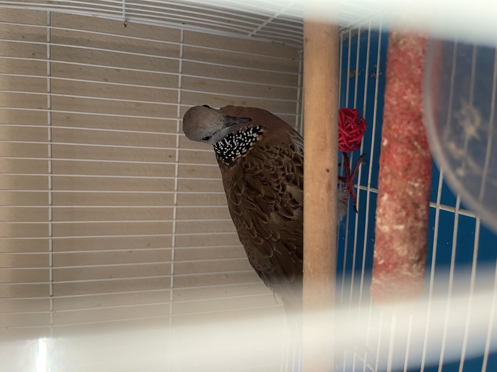 ตามหาเจ้าของนก มีข้อเท้าติดนกสีน้ำเงิน พร้อมชื่อ