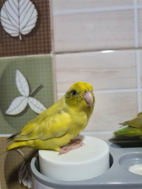 ขนุน