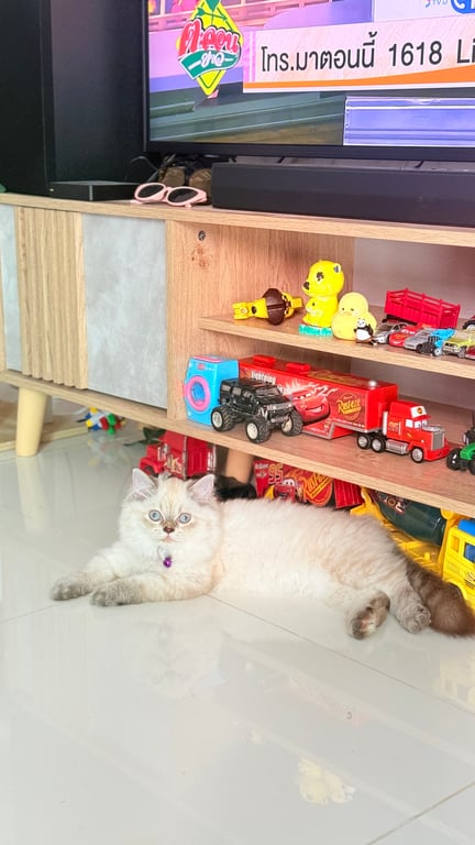 มิล่า