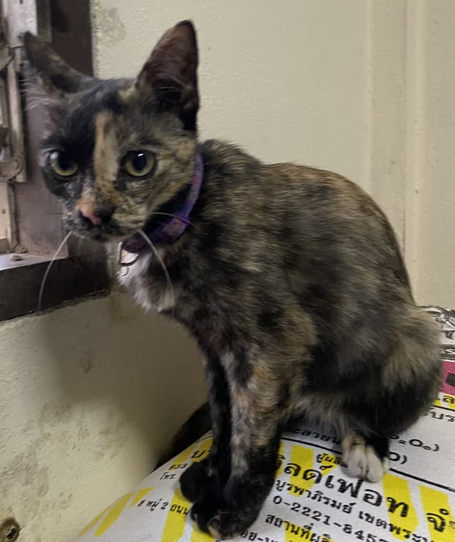 ตามหาเจ้าของแมว เจอแถวหอนาฬิกาทองเชียงราย น้องเดินหลบอยู่แถวพุ่มไม้ทั้งวัน แม่เราเลยพอน้องกลับบ้าน เพราะน้องผอม น่าจะหิว(ให้น้องกินข้าวแล้วค่ะ) แต่ตัวสะอาดดี มีปลอกคอ น่าจะหลงมา น้องเป็นเด็กดีมาก อุ้มได้ ดูติดคน ไม่ร้องงอแงเลยค่ะ เจ้าของติดต่อมาได้เลยนะคะ 🙏🏻💕