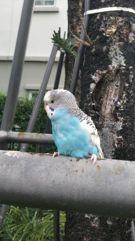 ตามหาเจ้าของนก 