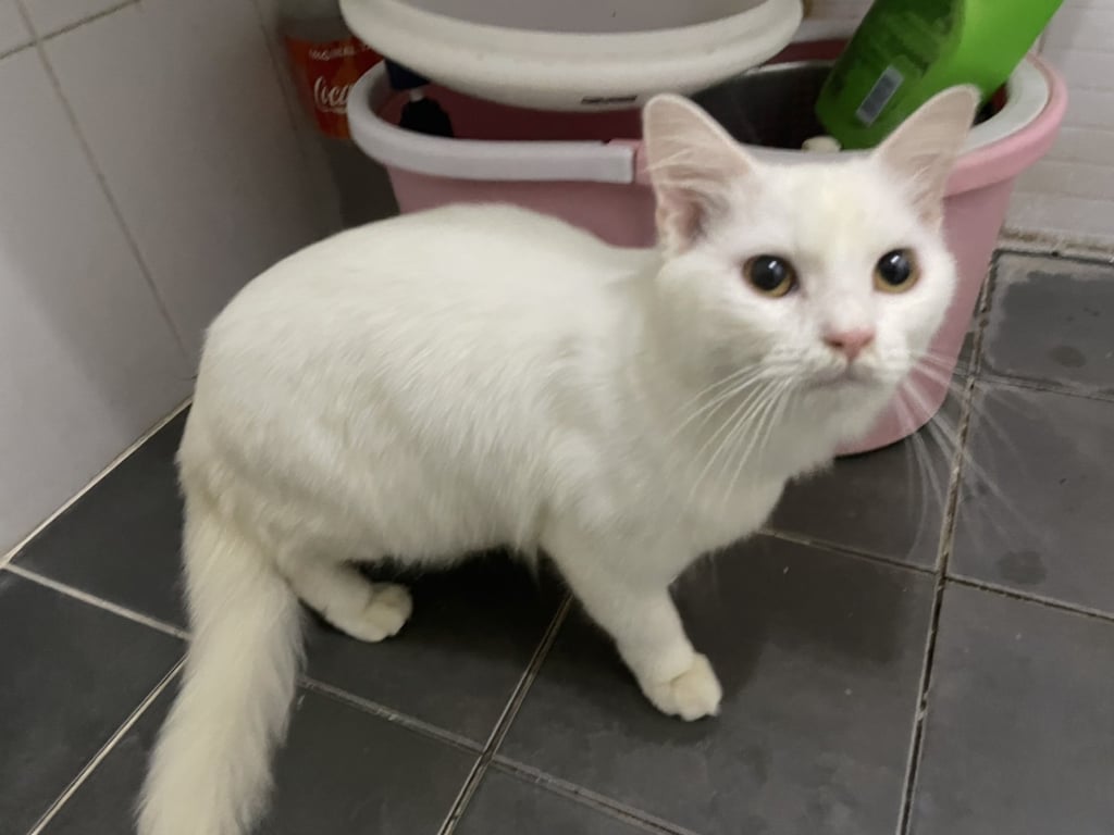 ตามหาเจ้าของแมว 