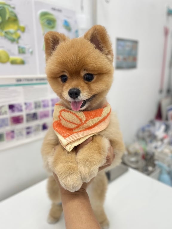 3Vet Pet Hospital โรงพยาบาลสัตว์ทรีเว็ท