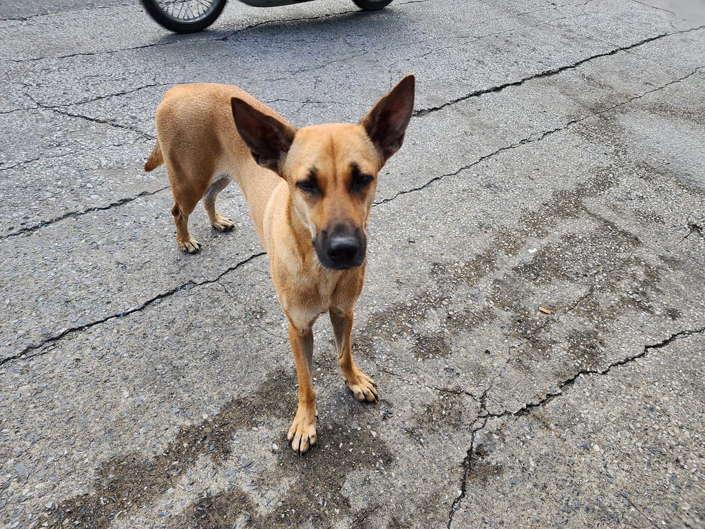 ตามหาเจ้าของหมา หมาใคร หลงมารึเปล่าคะ  ดูหิวมากล่ะดูขรี้กลัว ป้าร้านขายหมูปิ้งบอกว่า น่าจะมาตั้งแต่วันลอยกระทง
น้องอยู่  พฤกษา 12  รังสิตคลอง3  ซอยตลาดนะคะ
#หมาหายคลอง3