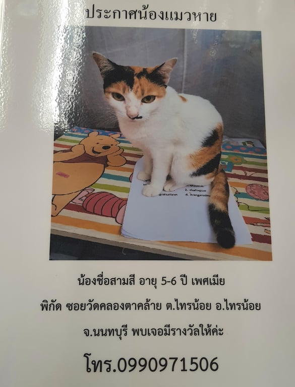 แมวสามสี เพศเมีย หายออกจากบ้าน 29/8/65 โดนแมวจรไล่กัดที่บ้าน 
ใครแจ้งเบาะเเสมีรางวัลให้ค่ะ