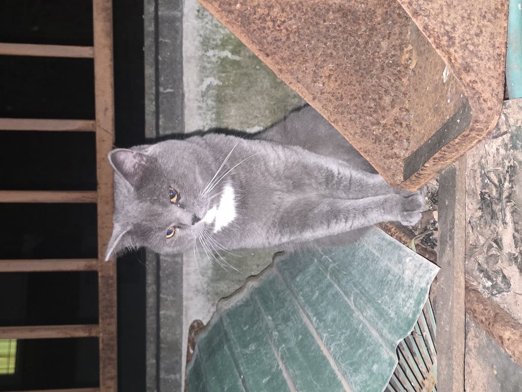 ตามหาเจ้าของแมว น้องหน้ากลม ขนแน่น สีเทา บริเวณคางและอกสีขาว