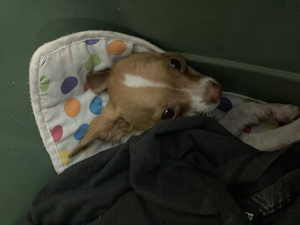 ตามหาเจ้าของหมา 