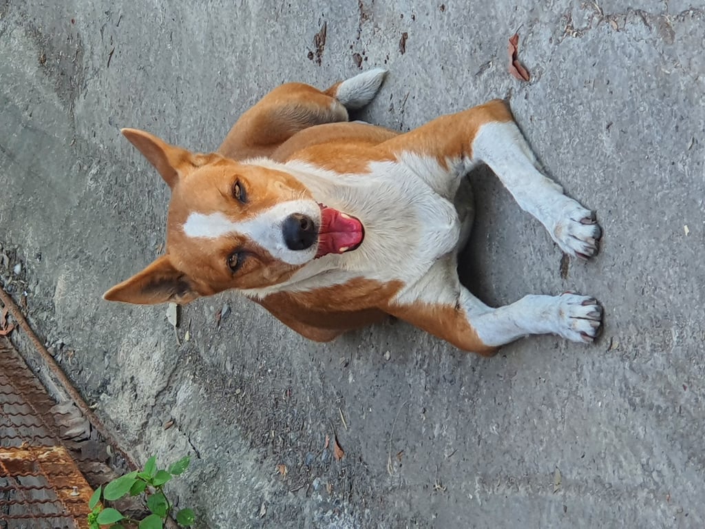 ตามหาเจ้าของหมา หน้าเป็นสีน้ำตาล ตรงจมูกเป็นสีขาว เรียบร้อยมากๆ