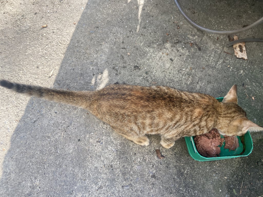 ตามหาเจ้าของแมว หางยาว