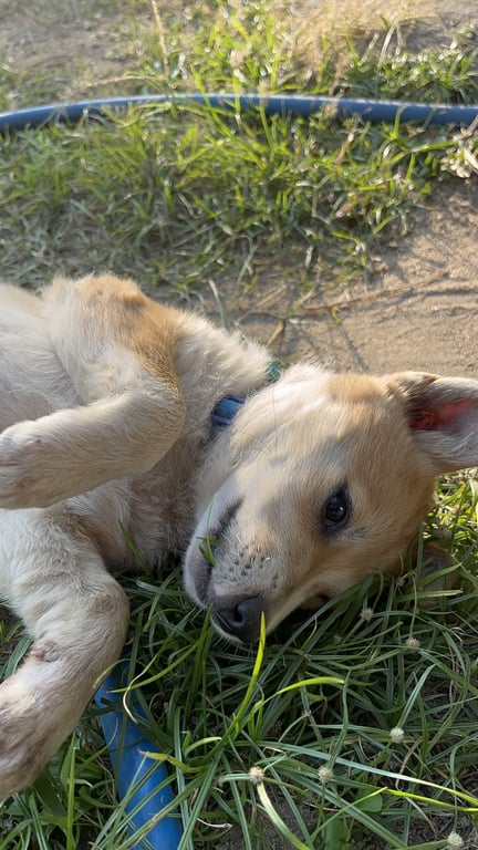 ตามหาเจ้าของหมา ตัวสีน้ำตาล มีคอสีขาว น่ารักอารมณ์ดี